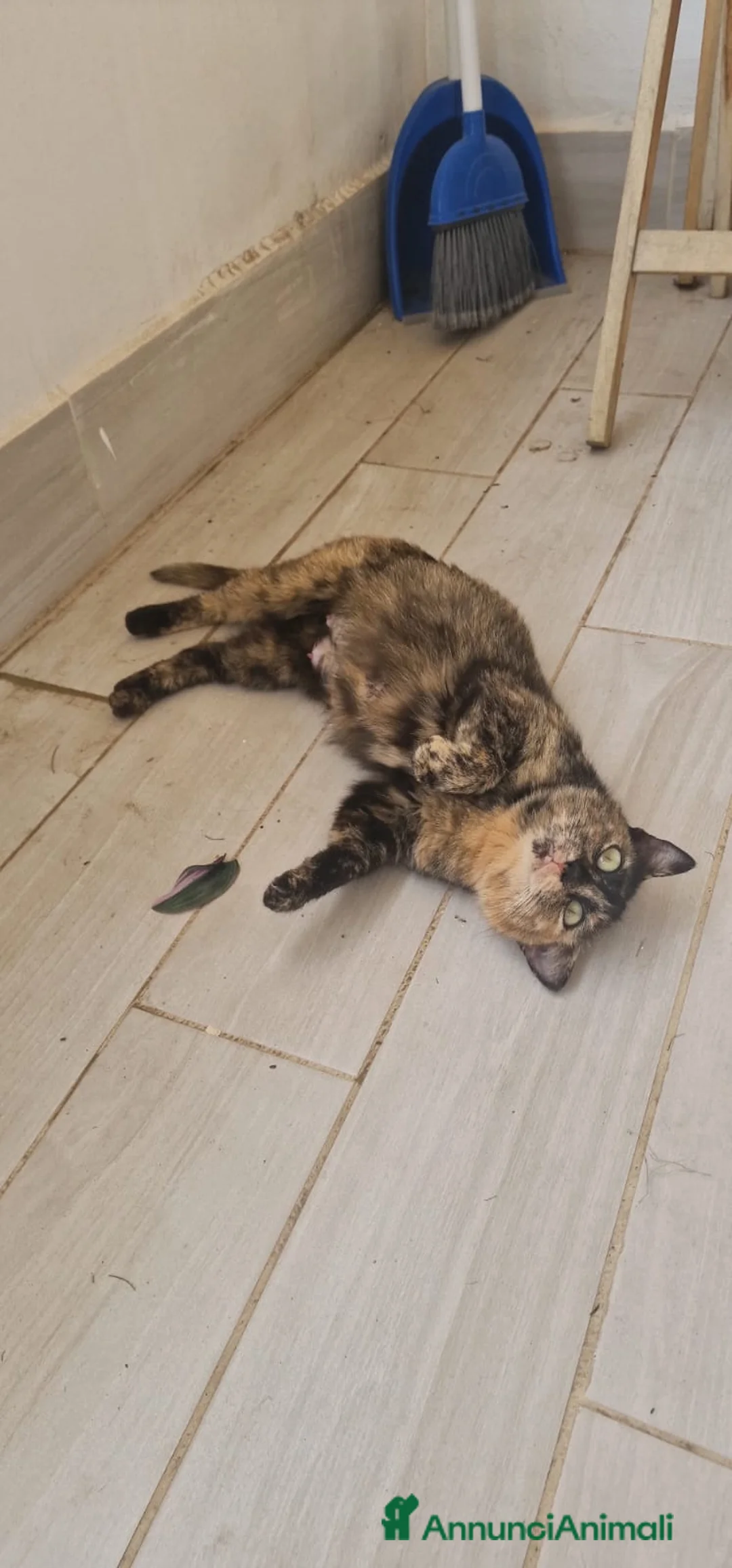 Meticcio gatti in regalo: Sara e i suoi cuccioli  a Provincia di Monza e della Brianza - Annuncio 2