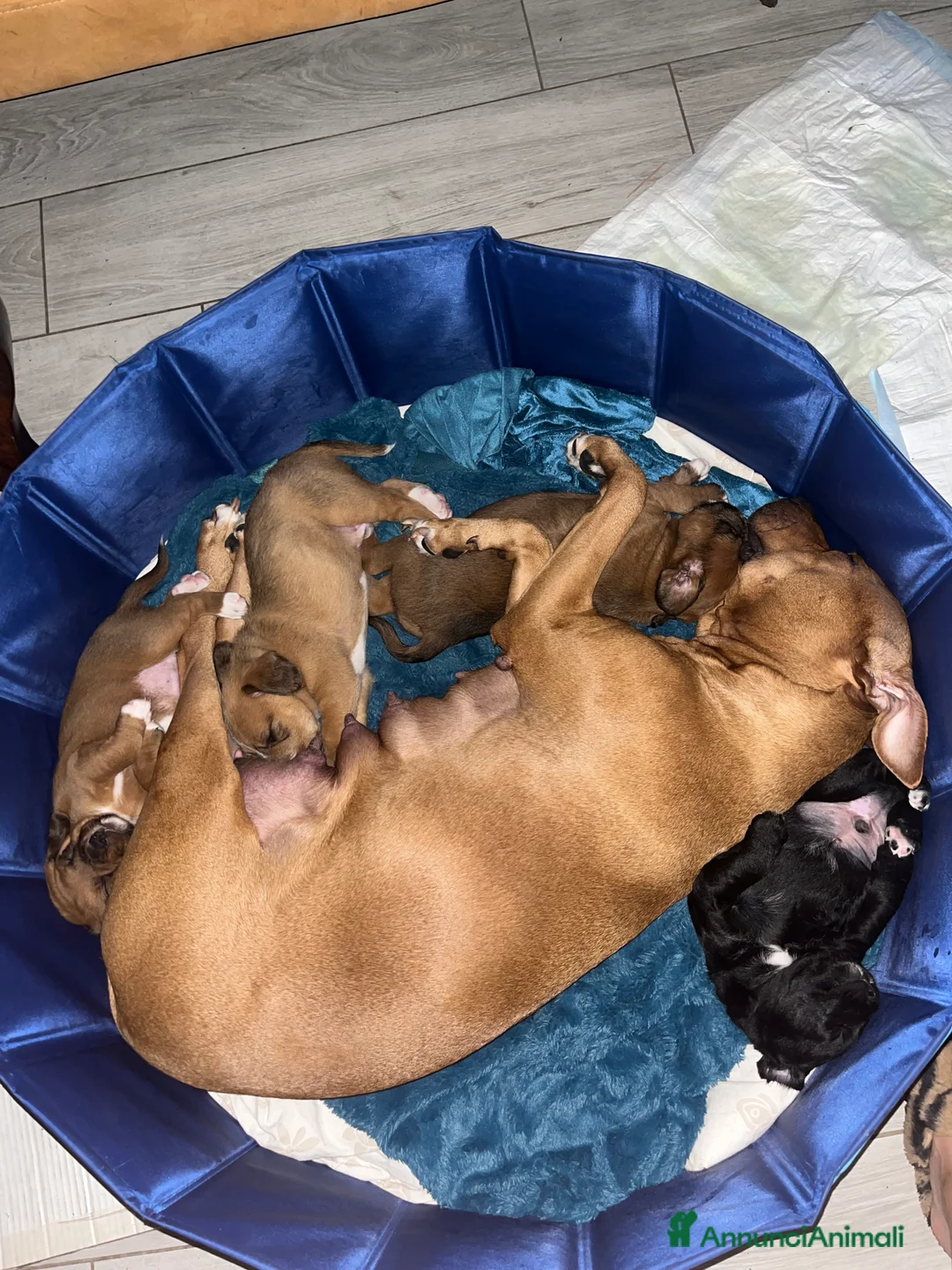 Meticcio cani in vendita: cuccioli staffypoo a Città metropolitana di Milano - Annuncio 1