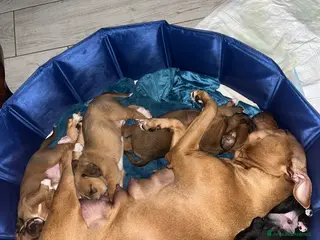 Meticcio cani cuccioli staffypoo - Annuncio 1