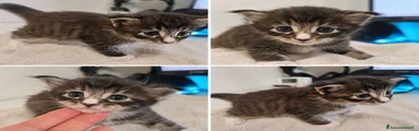 Maine Coon 1