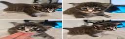 Maine Coon gatti in vendita: Nuova cucciolata !! 2 Maschi 1 femmina - Annuncio 2