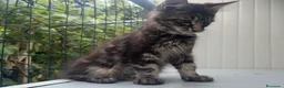 Maine Coon gatti in vendita: Cucciolo di maine coon dolcissimo  - Annuncio 6