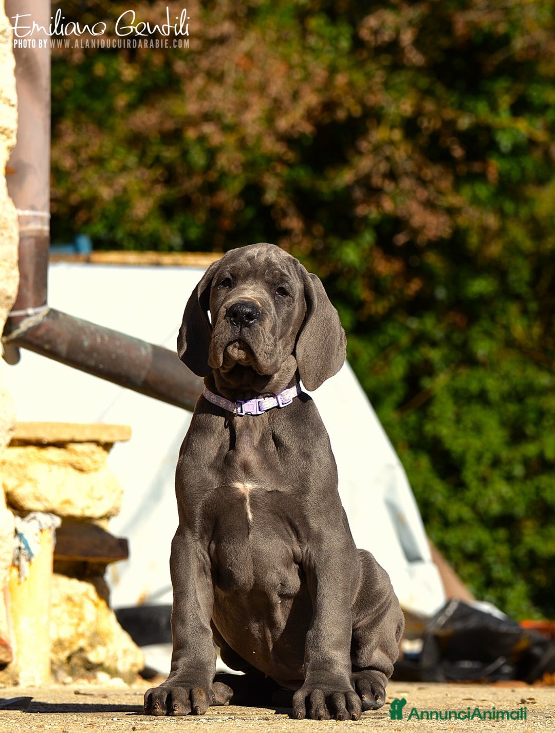 Alano cani in vendita: Cucciola Alano femmina blu - Annuncio 7