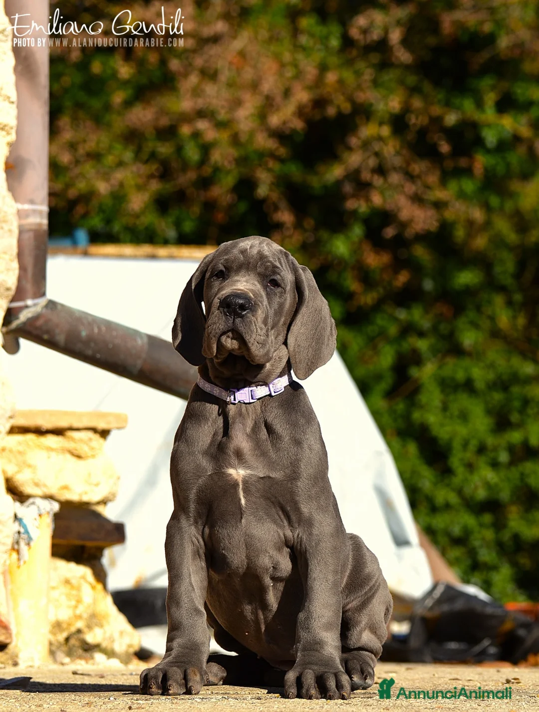 Alano cani in vendita: Cucciola Alano femmina blu - Annuncio 7