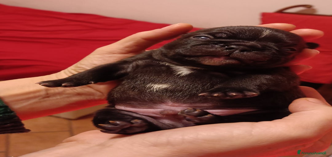 Immagine della galleria {{count}}