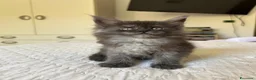 Maine Coon gatti in vendita: Maine Coon cucciolo pedigree ANFI - Annuncio 3