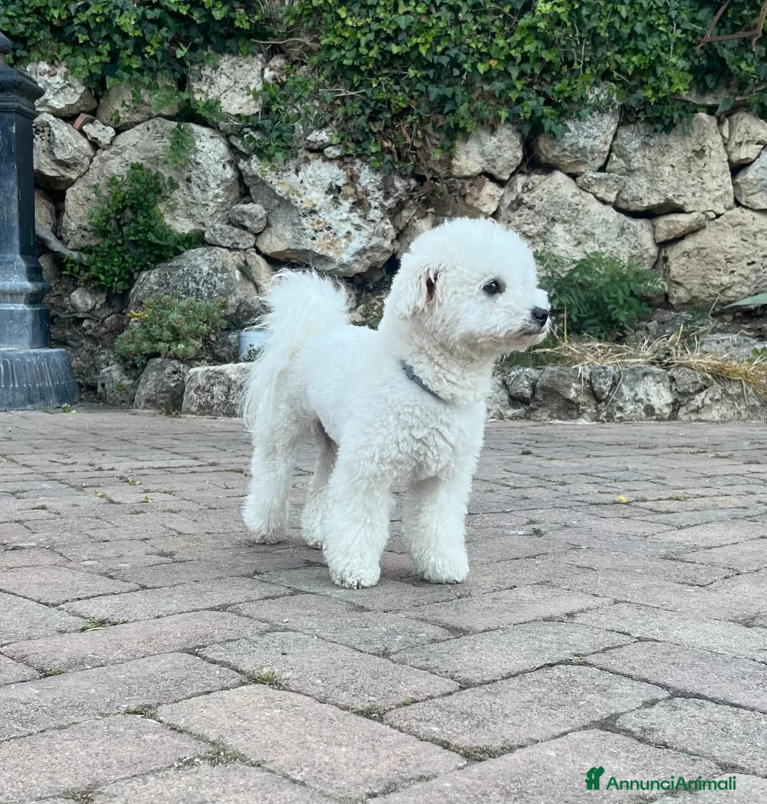Bichon cani in vendita: Disponibili 3 cucciole di Bichon Frisé - Annuncio 4