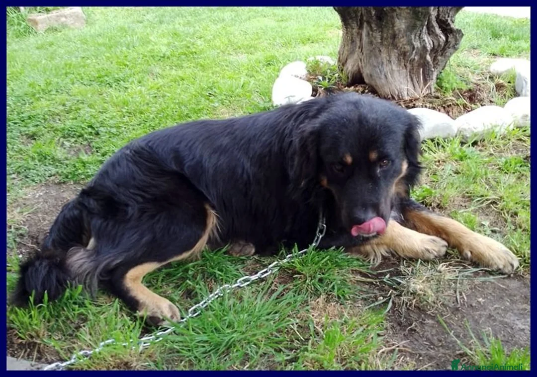 Meticcio cani in regalo: LILLY ed ARGO bravi un po' vagabondi - Annuncio 6