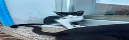 Meticcio gatti in regalo: Regalo gattina di 5 mesi, zona Sciacca / Ribera - Annuncio 3
