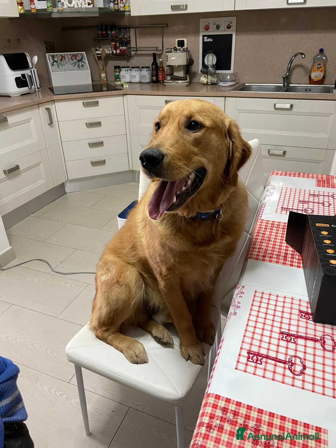 Golden Retriever cani in vendita: Golden retriever in vendita a Provincia di Grosseto - Annuncio 1