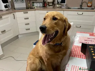 Golden Retriever cani Golden retriever in vendita - Annuncio 29