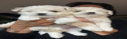 Maltese cani in vendita: Cuccioli Maltese toy - Annuncio 10