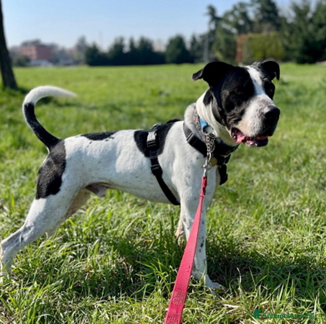 Affenpinscher cani in regalo: BLACK VERO GENTILCANE - Annuncio 6