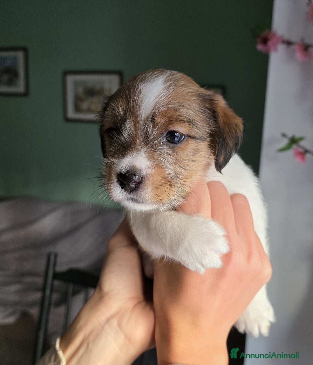 Jack Russell cani in vendita: Cuccioli di Jack Russell Broken e Ruvidi - Annuncio 8