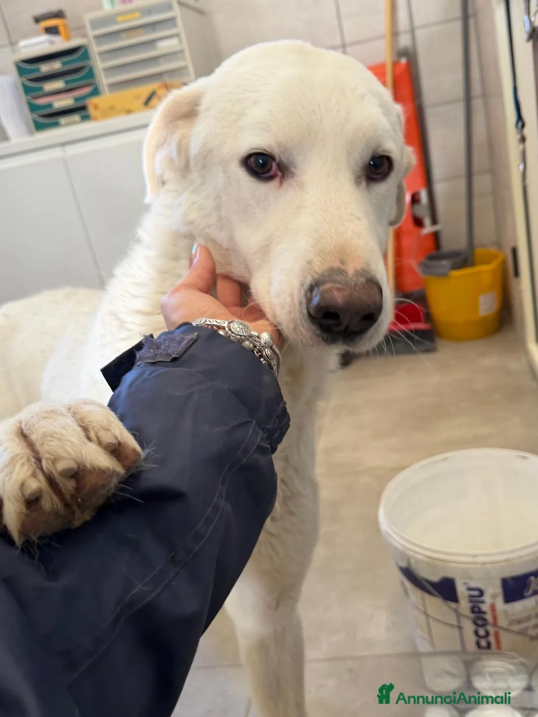 Meticcio cani in regalo: Milo un'anima meravigliosa - Annuncio 15