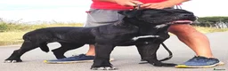 Cane Corso cani in vendita: Cuccioli cane corso alta genealogia - Annuncio 5