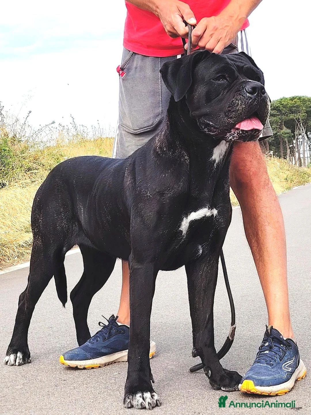 Cane Corso cani in vendita: Cuccioli cane corso alta genealogia - Annuncio 5
