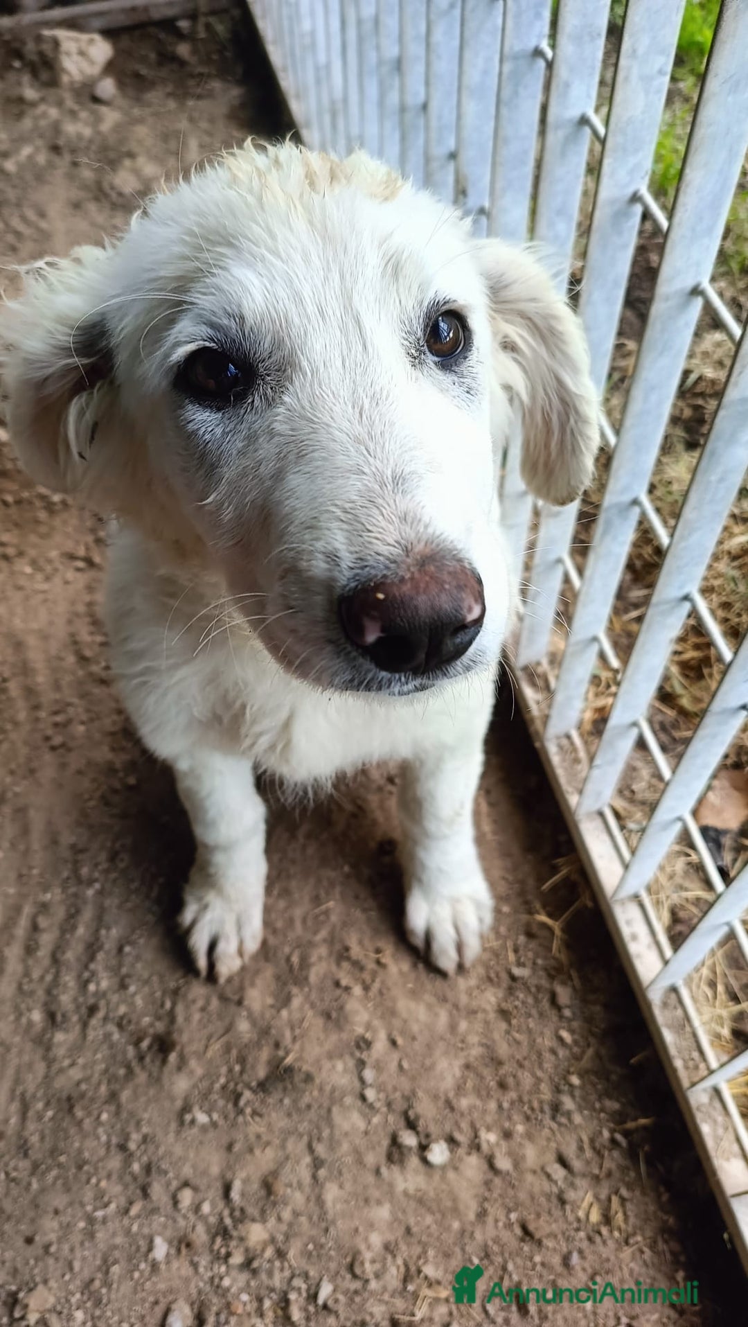 Meticcio cani in regalo: COMETA - Annuncio 1