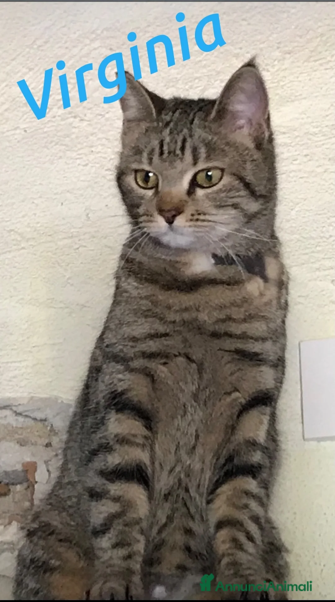 Europeo gatti in regalo: Adottate Virginia, elemosina coccole a Città metropolitana di Milano - Annuncio 11