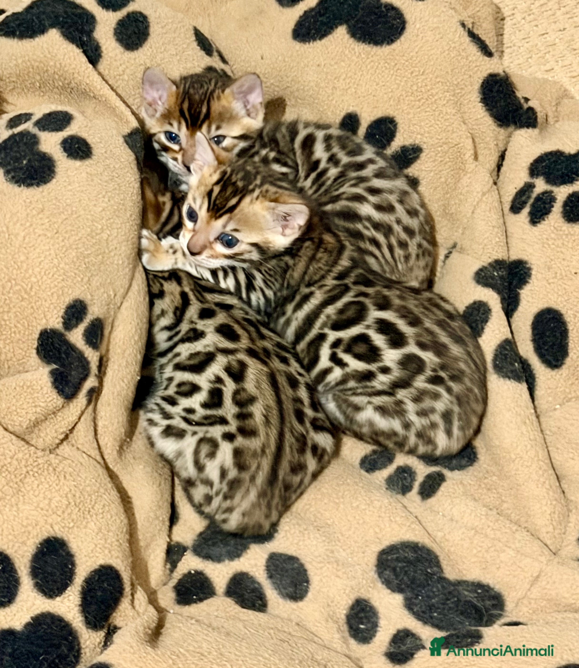 Bengala gatti gatto bengala  - Annuncio 1