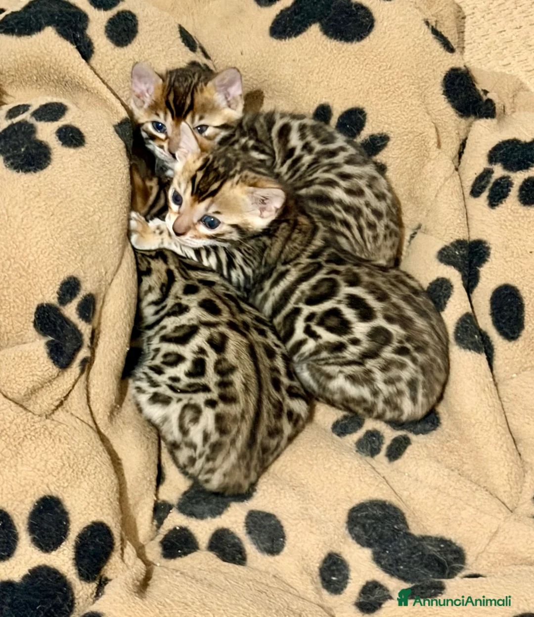 Bengala gatti in vendita: gatto bengala  - Annuncio 1