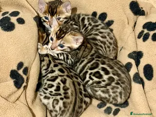 Bengala gatti gatto bengala - Annuncio 1