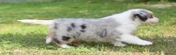 Miniature American Shepherd cani in vendita: MINIATURE AMERICAN SHEPHERD - Annuncio 21