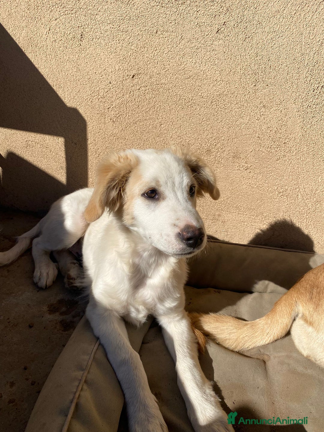 Meticcio cani in regalo: FUFFY  - Annuncio 6