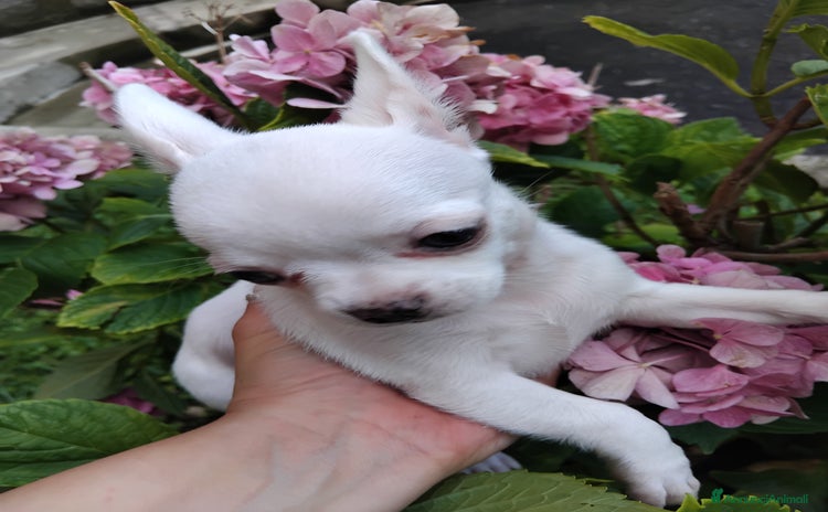 Chihuahua cani a Città metropolitana di Milano - Annuncio 7
