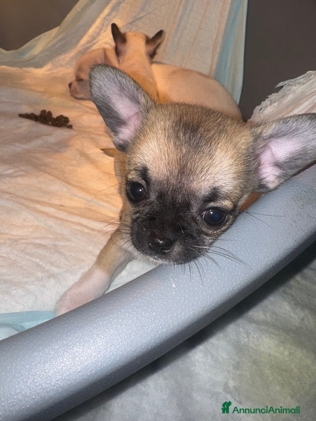 Chihuahua cani in vendita: Cucciole di chihuahua - Annuncio 4