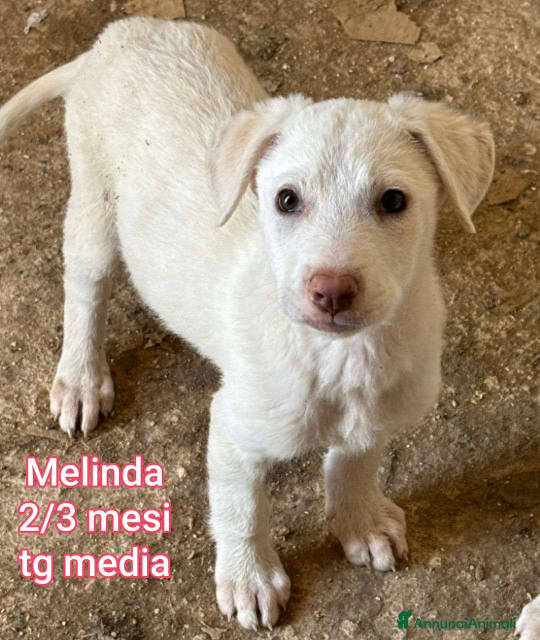 Meticcio cani in regalo: CUCCIOLI ABBANDONATI: URGENTE  - Annuncio 5