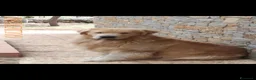 Golden Retriever cani in vendita: CUCCIOLA TOP GOLDEN RETRIEVER LINEA AMERICANA 100% - Annuncio 2