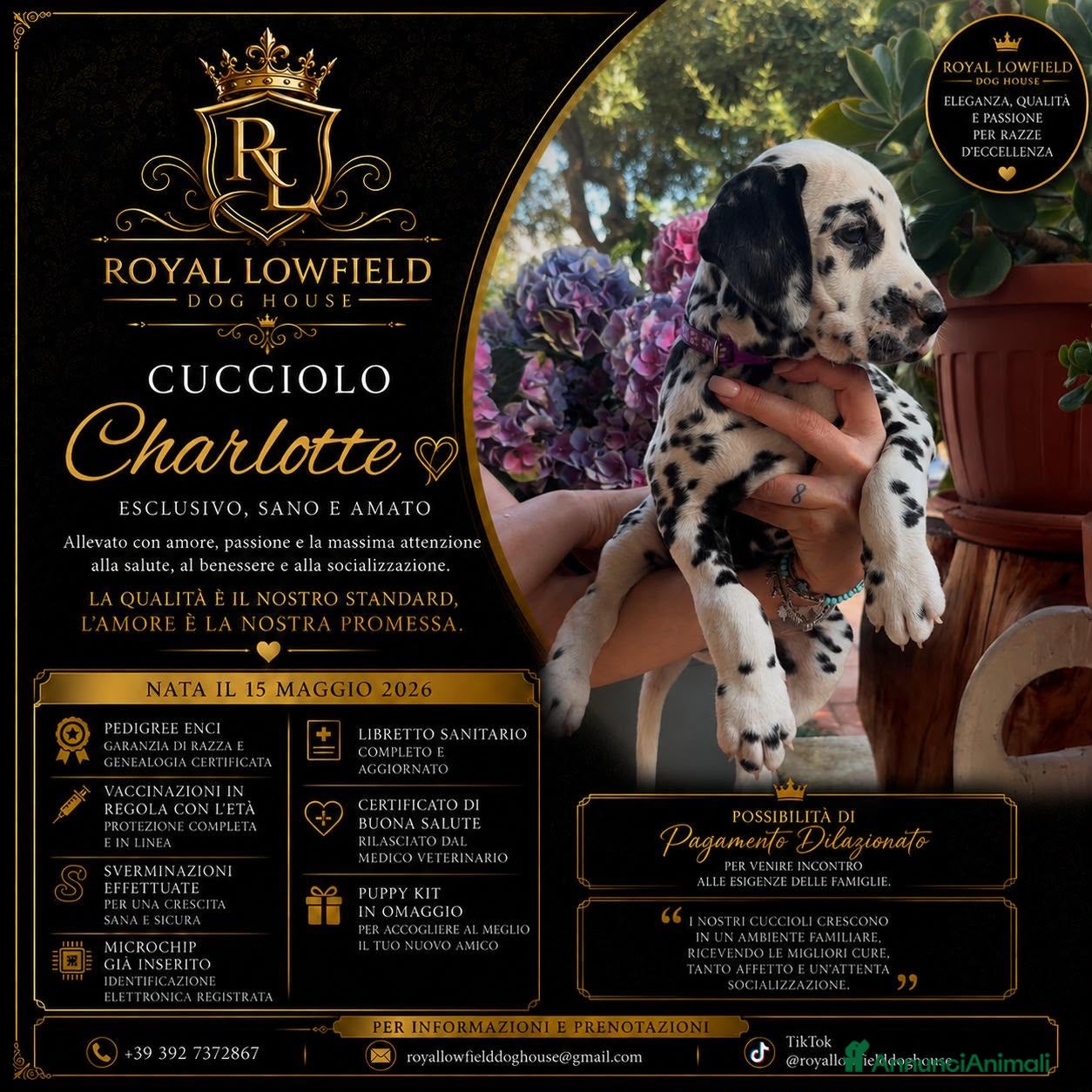 Dalmata cani Cucciola di Dalmata - Annuncio 3