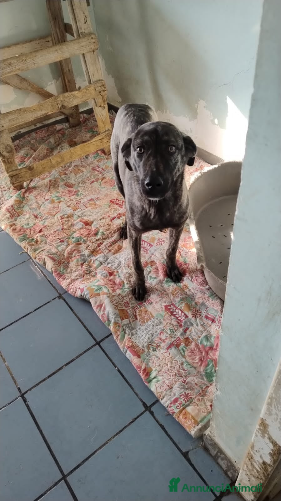 Altre razze cani bred  - Annuncio 31