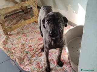 Altre razze cani bred - Annuncio 31