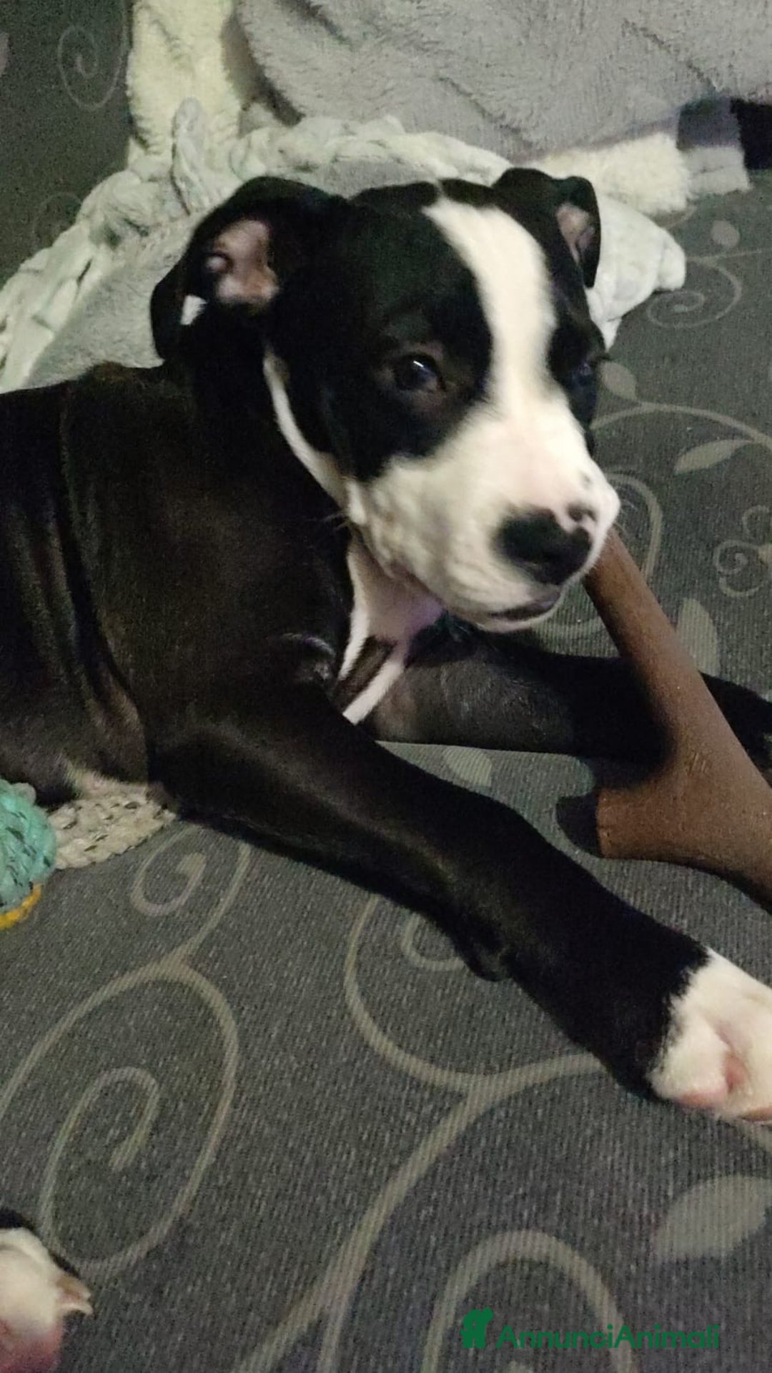 American Staffordshire cani in vendita: splendido cucciolo di amstaff - Annuncio 2