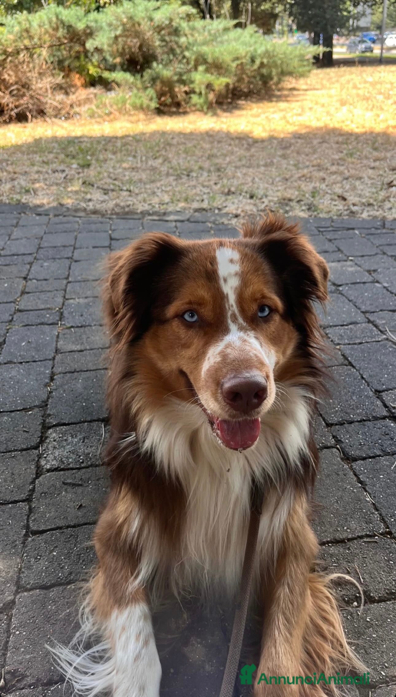 Australian Shepherd cani Pastore australiano, 3 anni, stallone - Annuncio 27