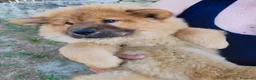 Chow Chow cani in vendita: Chow Chow - Annuncio 19