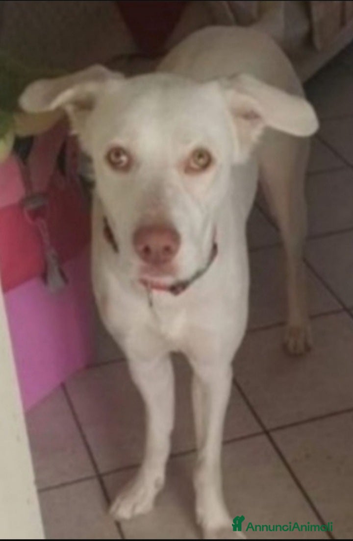 Meticcio cani Akira 3/4anni occhi ambra SOS CASA.NAPOLI a Città metropolitana di Milano - Annuncio 14