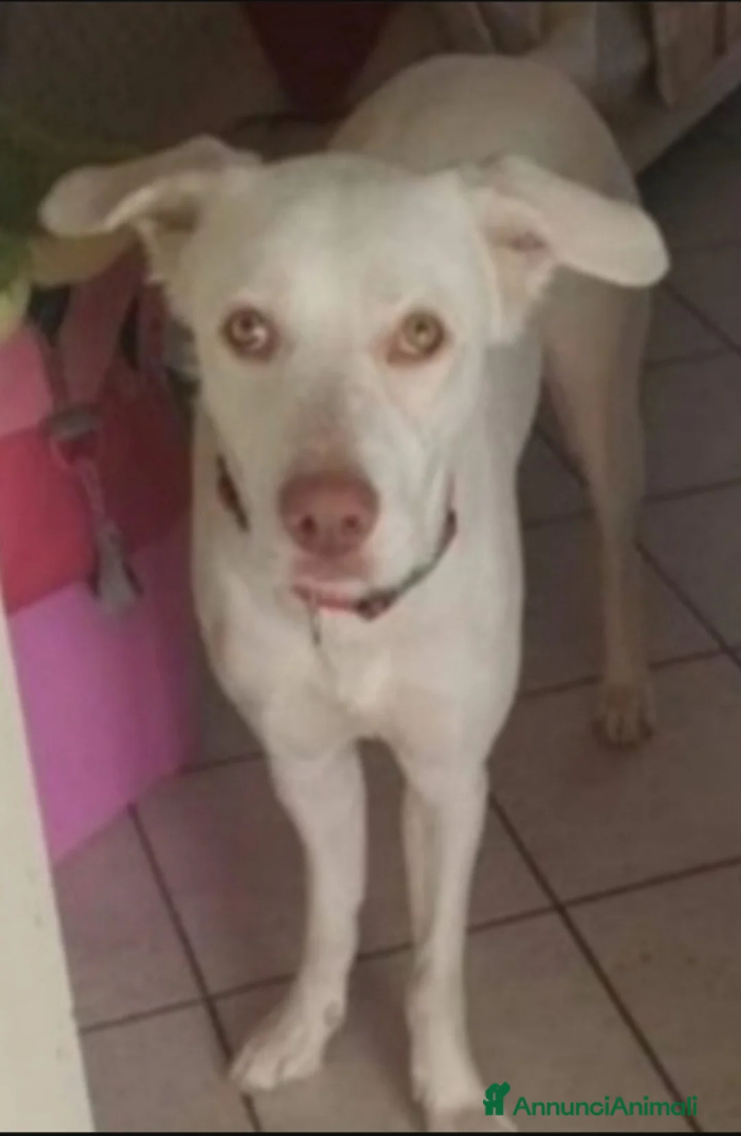 Meticcio cani in regalo: Akira 3/4anni occhi ambra SOS CASA.NAPOLI a Città metropolitana di Milano - Annuncio 1