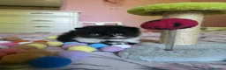 Persiano gatti in vendita: Cuccioli persiani  - Annuncio 6