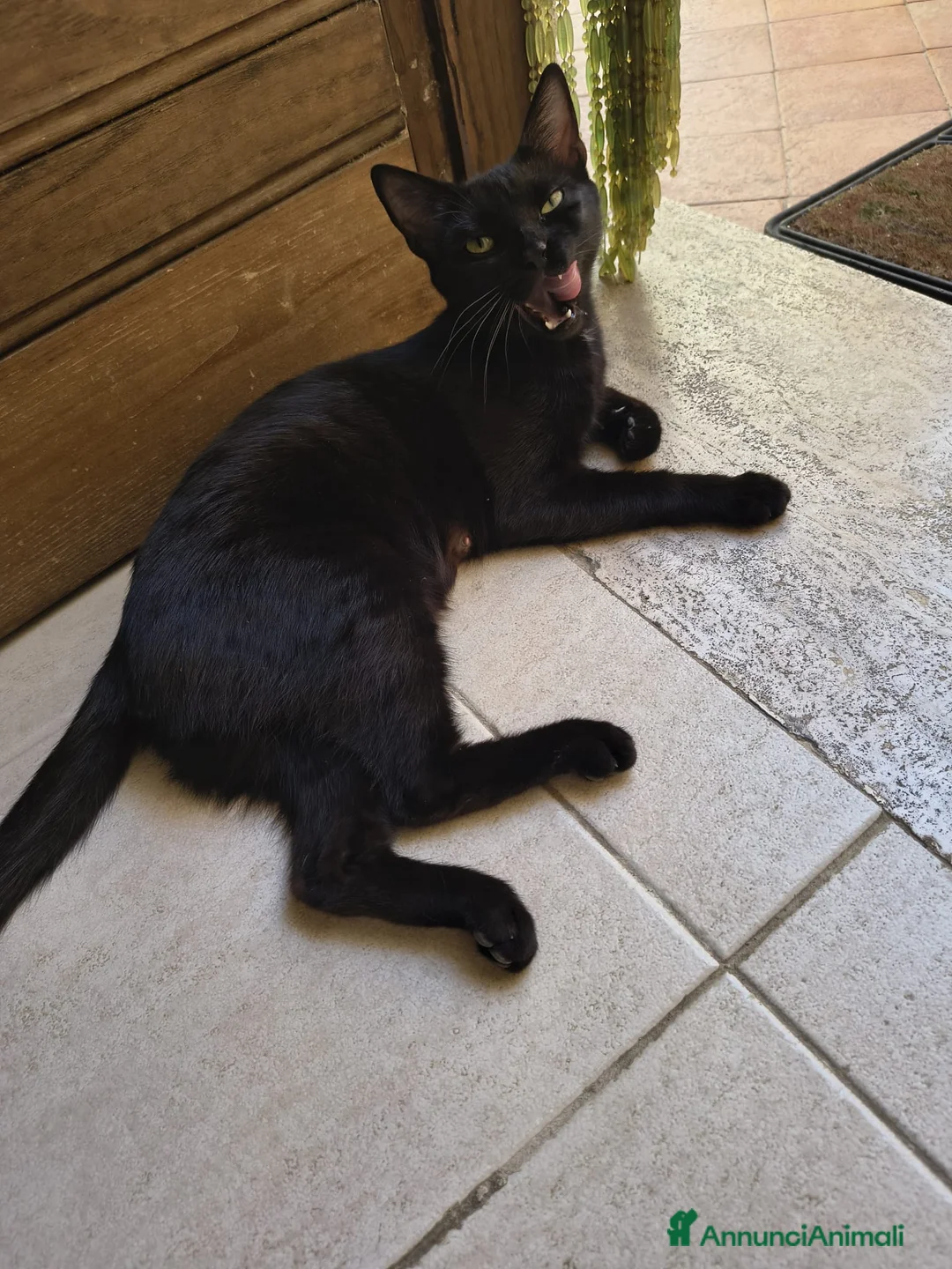 Europeo gatti in regalo: Mici portafortuna cercano casa  - Annuncio 1