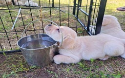 Labrador cani in vendita: labrador Gialli a Provincia di Asti - Immagine 2