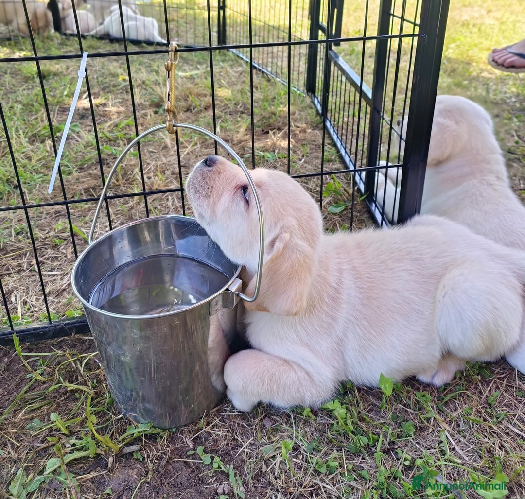 Labrador cani in vendita: labrador Gialli a Provincia di Asti - Immagine 2