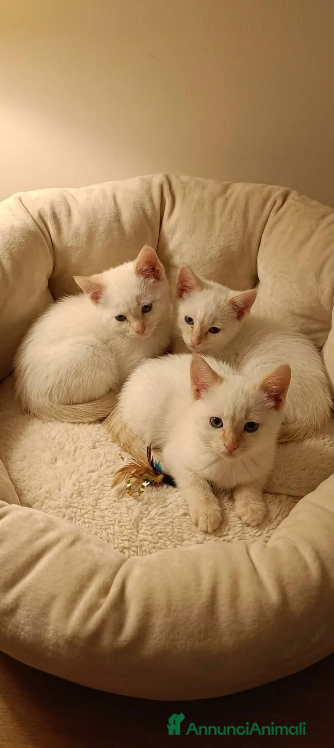 Siamese gatti in vendita: siamesi Red point - Annuncio 2