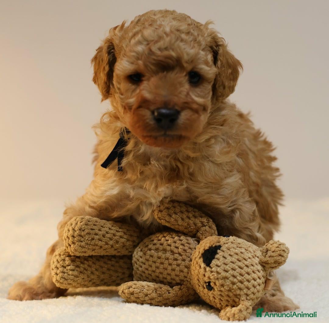 Meticcio cani in vendita: Cuccioli di F1BB Cavapoo Rosso & Crema - Annuncio 34