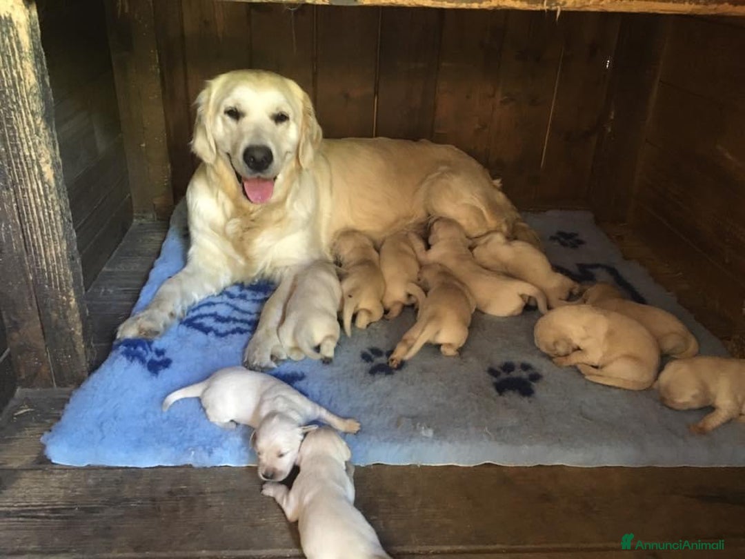 Golden Retriever cani in vendita: Cuccioli di Gold Retriever con pedigree  - Immagine 18