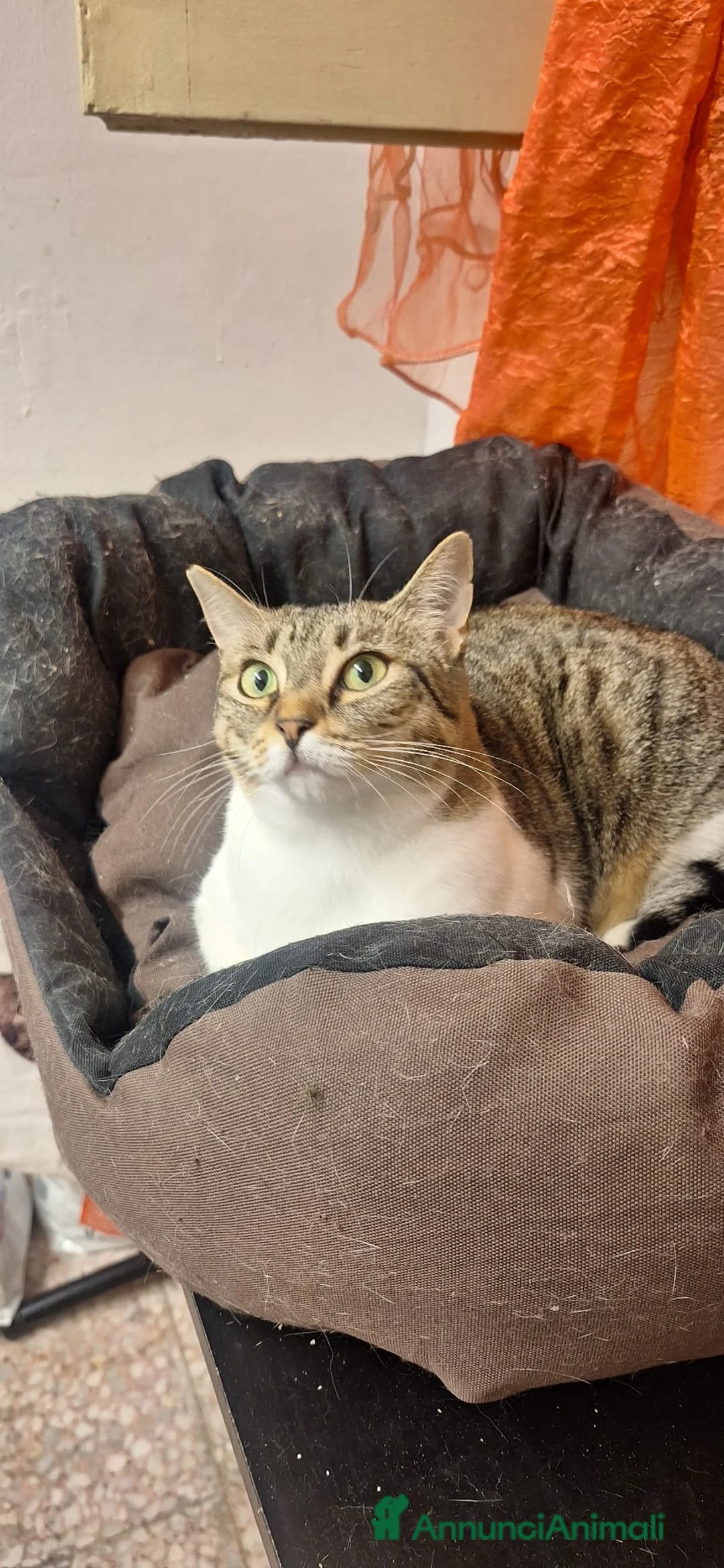 Europeo gatti in regalo: Adotta Luz, dona coccole a profusione - Annuncio 5