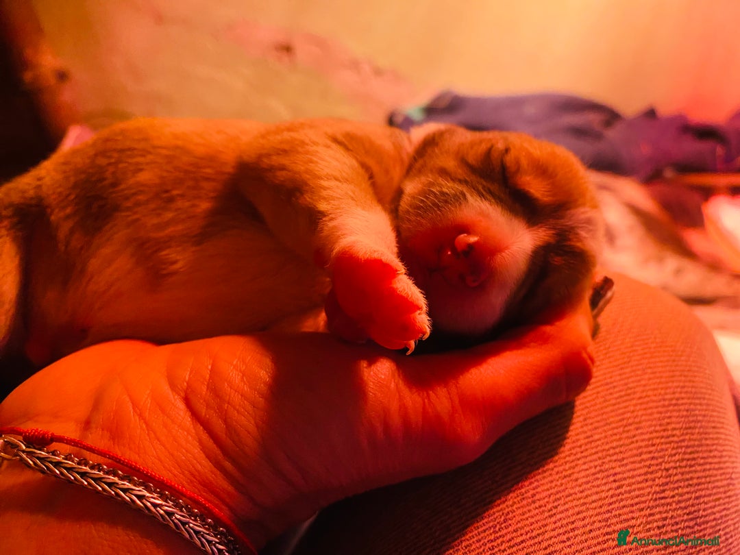 Border Collie cani in regalo: Cuccioli incrocio Border collie - in adozione  - Annuncio 11