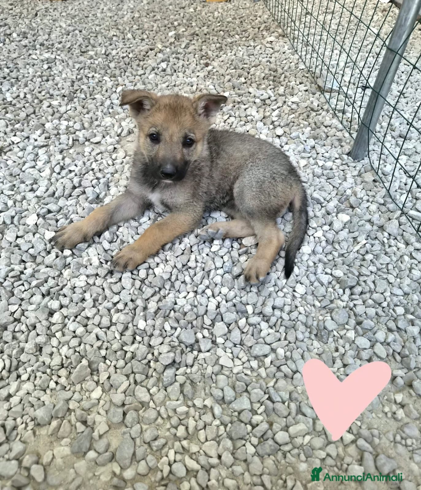 Lupo Cecoslovacco cani Sissi splendida cucciola mix lupo cecoslovacco  - Annuncio 4